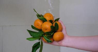 Fresh mandarin oranges fruit or tangerines. Wash tangerines. Wash fruits under running water video