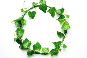 leaf vine circle isolates on a white background leaf vine circle isolates on a white background photo