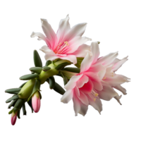 Christmas Cactus isolated on transparent background png