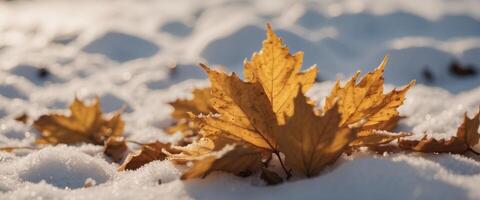 Beautiful golden autumn leaves in winter on snow close-up macro Snowdrift. photo