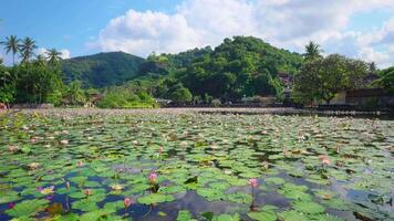 Tranquil Lake with Lotus Flowers and Lush Hills video