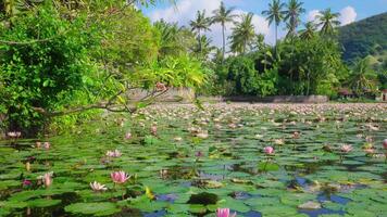 Tranquil Lotus Pond Surrounded by Lush Greenery video