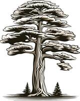 Tall and Majestic Pine Tree Illustration vector