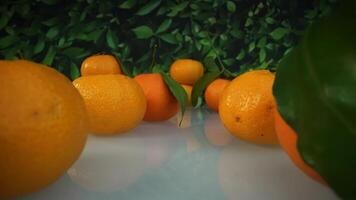 Rows of tasty mandarins on the table video