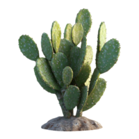 Prickly Pear Cactus with a Transparent Background, a Green and Lush Desert Plant with a Unique Shape png