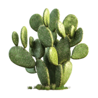 Green Prickly Pear Cactus Plant with Transparent Background png