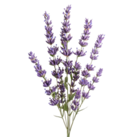 Purple Lavender Flowers with a Transparent Background png