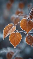 Frosted autumn leaves in a winter wonderland. photo