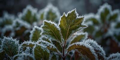 Cold winter day captures hoarfrost on leaves in a captivating copy space image. photo