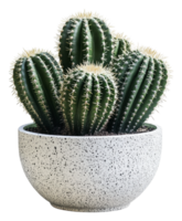 A group of vibrant cacti in a decorative pot, cut out - stock . png