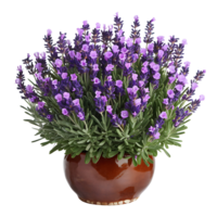 A vase filled with lavender flowers png