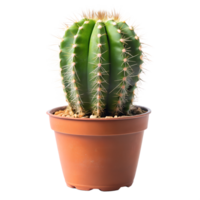 Cactus, isolated on a transparent background png