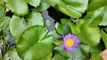 A vibrant purple water lily among lush green leaves, symbolizing tranquility and renewal, perfect for Earth Day video