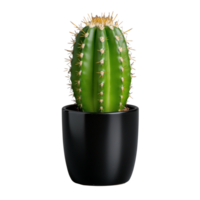 Green cactus in black pot on transparent background png