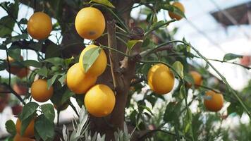 fresh lemons from a lemon tree in a yellow pot in a tranquil garden video