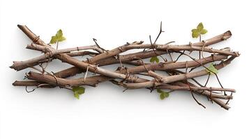 Twisted Vines and Lianas from the Jungle Landscape photo