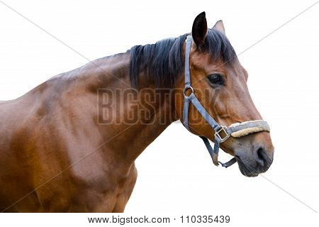 Horse isolated on a white background.