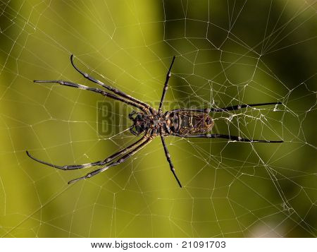 Giant spider and the web