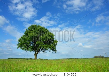 lonely oak in agricultural scenery in