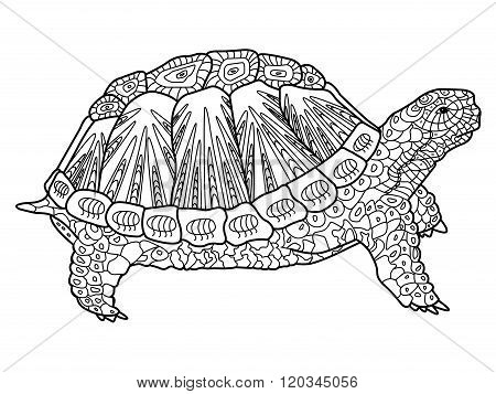 Turtle coloring book for adults vector