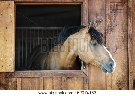 Curious brown horse looking out stable window