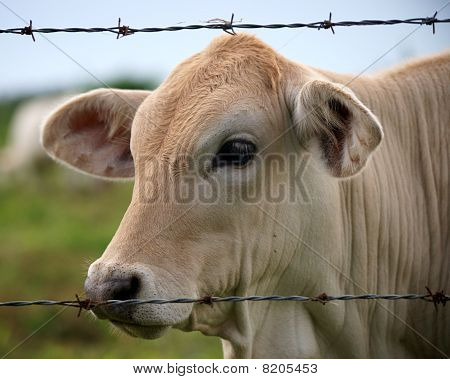 Calf