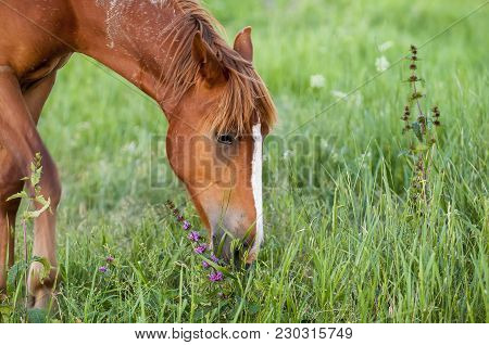 The Wild Horse, Equus Ferus, In The Steppe In The Early Morning Enlightened By Sunlight Rays. View O