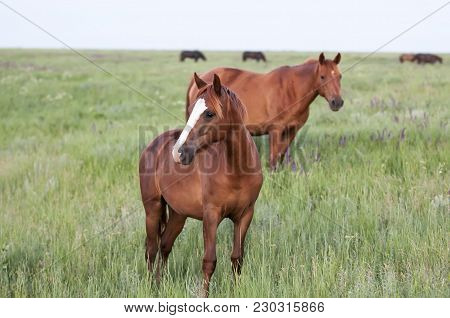 The Wild Horse, Equus Ferus, In The Steppe In The Early Morning Enlightened By Sunlight Rays. View O