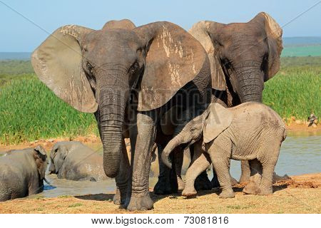 African elephant (Loxodonta africana) cow with young calf, Addo Elephant National park, South Africa