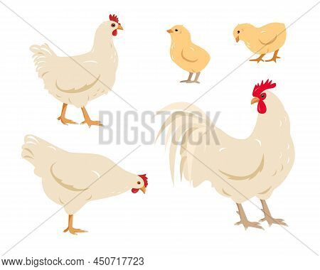 Set Of White Poultry Farm Chicken Birds. Rooster Cock With Hen And Chicks Isolated On White Backgrou