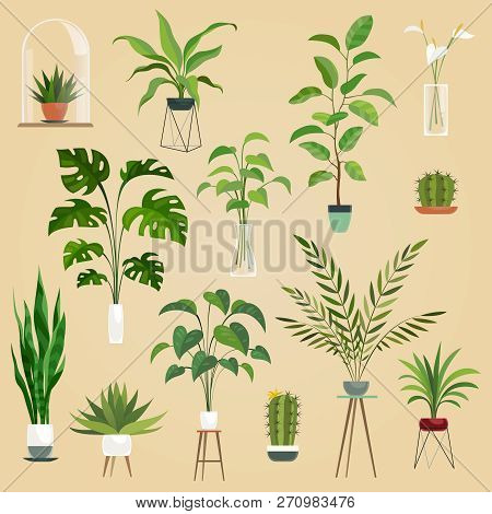 Plants In Pots. Houseplant, Succulent Plants. Ficus Planting In Flowerpots Vector Isolated Set.