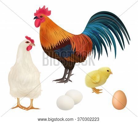 Chicken Realistic. Adult Chick Domestic Farm Animals Rooster Hens Vector Illustrations Of Birds. Chi