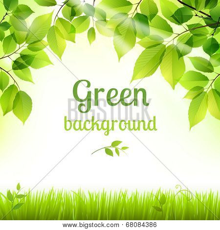 Natural green fresh foliage background