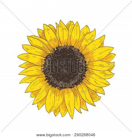 Elegant Natural Realistic Drawing Of Sunflower Head. Detail Or Part Of Gorgeous Flower Or Cultivated