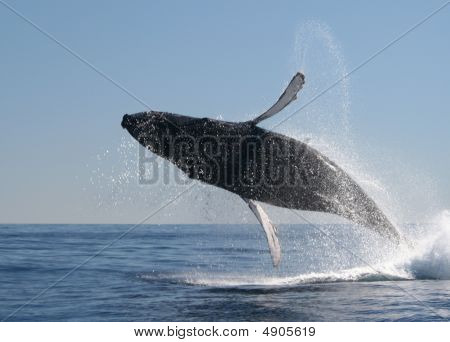 Humpback Whale Calf Breaching