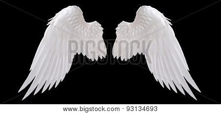 white angel wing