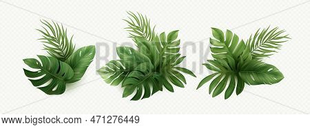 Set Of Realistic Palm Tropical Leaves Isolated On White Background. Tropical Monster Leaf, Palm, Ban