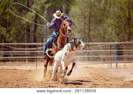 A Cowboy Riding A Horse Trying To Lasso A Running Calf During A Team Event At A Country Rodeo