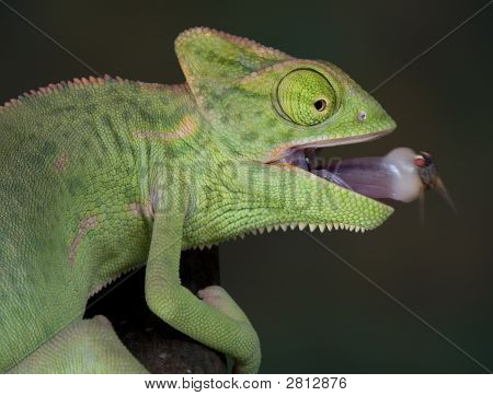 Chameleon With Fly On Tongue 2