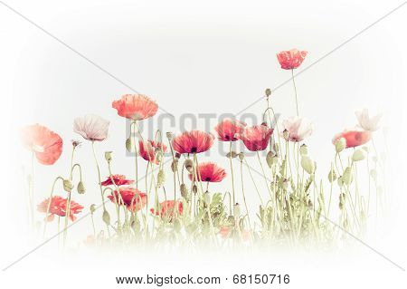 Abstract Floral Background In Vintage Style For Greeting Card. Wild Poppy Flowers On Summer Meadow.