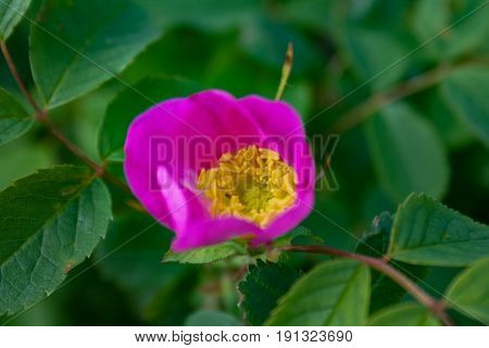 Briar Flowers, A Bush Of A Blossoming Dog Rose