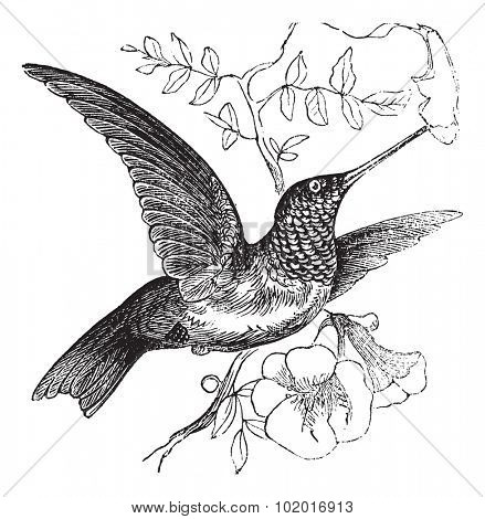 Ruby-throated Hummingbird or Archilochus colubris, vintage engraving. Old engraved illustration of a Ruby-throated Hummingbird. Trousset Encyclopedia