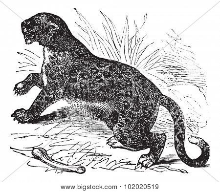 Felis leopardus vintage engraved illustration. Trousset encyclopedia (1886 - 1891).