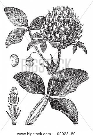 Red Clover or Trifolium pratense, showing flower, seed pod (a) and seed (b), vintage engraved illustration. Trousset encyclopedia (1886 - 1891).