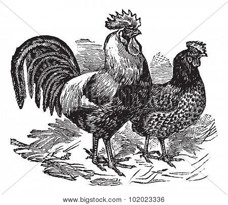 Male and female of Dorking (chicken), vintage engraving. Old engraved illustration of Male and female of Dorking chicken in the meadow. Trousset encyclopedia (1886 - 1891).