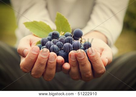 Grapes Harvest