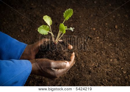 African American Farmer With New Plant