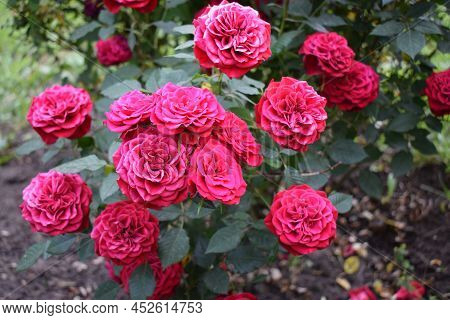 Beautiful Red Roses Grow In The Garden. Weaving Roses. A Lot Of Green Leaves. Many Red Wild Roses In