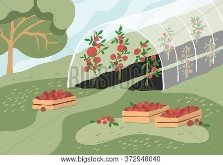 Greenhouse With Tomato Plants. Garden Landscape. Harvest Season. Wooden Boxes With Tomatoes On Grass