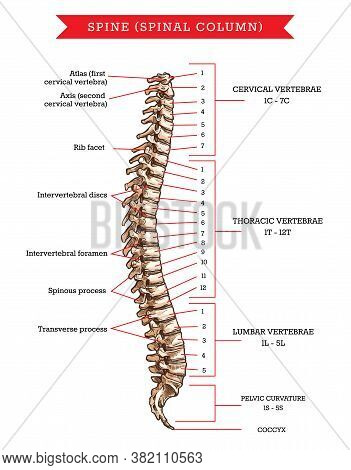 Human Spine Bones Vector & Photo (Free Trial) | Bigstock